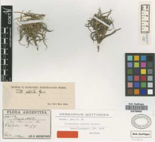 Tillandsia retorta Griseb. [syntype]