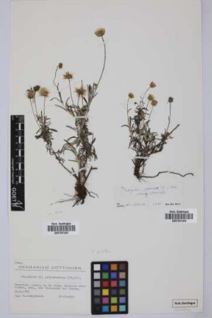 Phagnalon cf. purpurascens Sch.Bip.