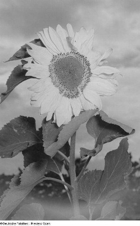 Sonnenblume (mit Blitz fotografiert)