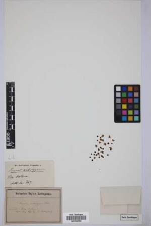 Ruscus androgynus L.