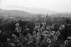 Freiburg i. Br.: Blick vom Schlossberg auf Wiehre und Schönberg, Vordergrund Blüten