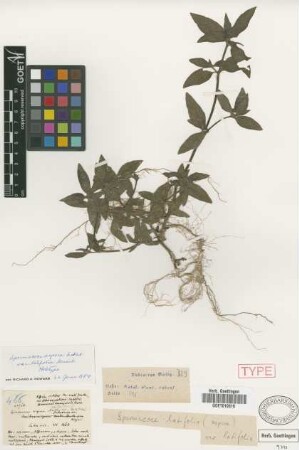 Spermacoce aspera Aubl. var. latifolia Griseb.[holotype]