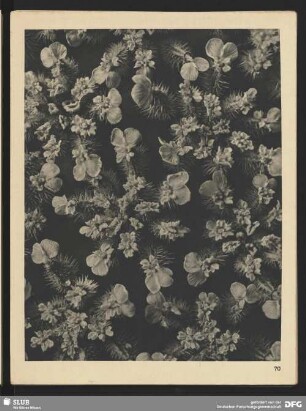 Caucalis latifolia - Haftdolde - Blütendolde (7mal vergrößert)