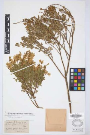Genista maderensis (Webb & Berthel.)Lowe