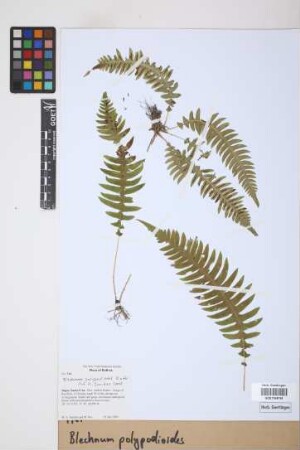 Blechnum polypodioides Raddi