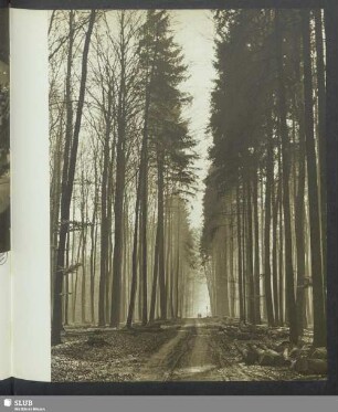 Durch den Wald