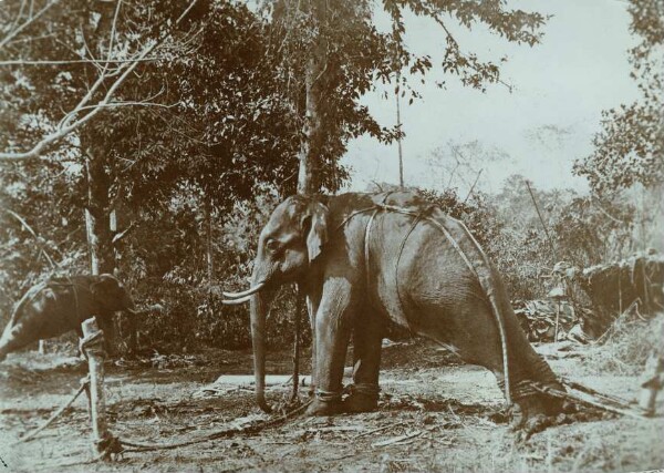 Chasse à l'éléphant