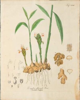 Taf. XXXV. Zingiber officinale Rosc.