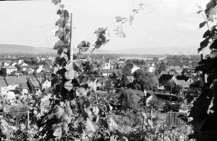 Efringen-Kirchen: Blick durch Weinreben auf Efringen-Kirchen