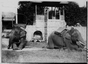 Arbeitselefanten : Thailand. Ruhende Arbeitselefanten, 1908/1913