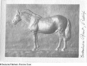 Estnisches Pferd (Relief)