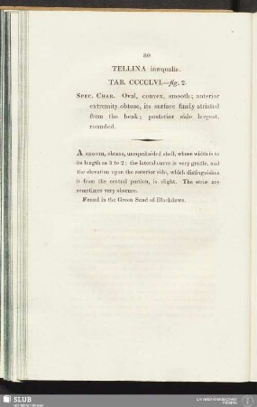 Tellina inaequalis. Tab. CCCCLVI. - fig. 2