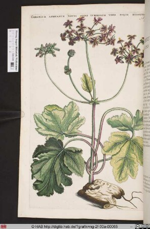 GERANIUM AFRICANUM NOCTU OLENS TUBEROSUM.