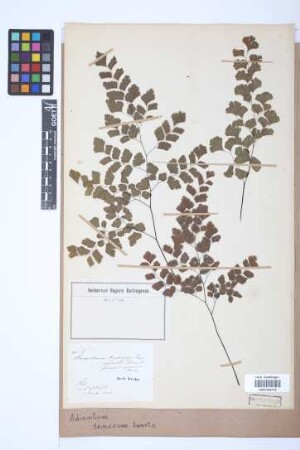 Adiantum tenerum Sw.