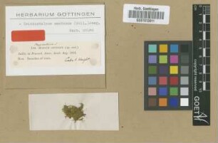 Hypnum sentosum Sull. [isotype]