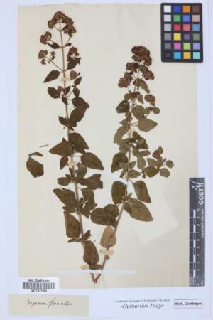 Origanum