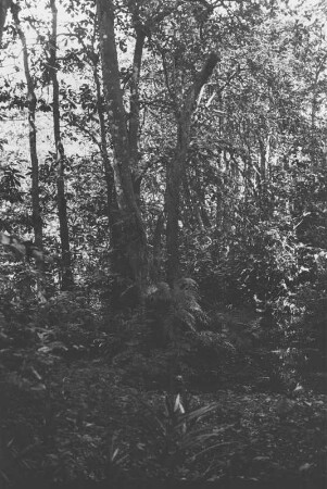 Sumpfwald am Mount Nyangi : Dschungellandschaft