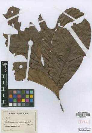 Lychnodiscus grandifolius Radlk. [syntype]