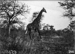 Giraffe : Giraffe in Savanne