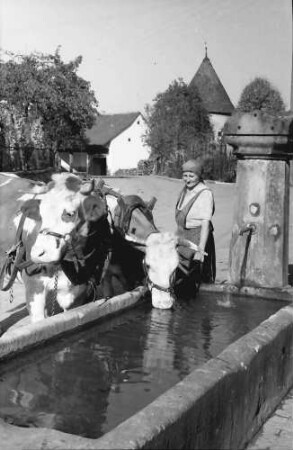 Kirchhofen: Kühe an der Tränke