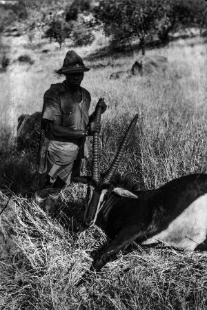 Erlegte Säbelantilope (Nordrhodesien-Aufenthalt 1930-1933 - Betchuanaland: Tuli-Block)