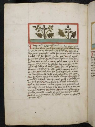Kräuterpflanze: Iusquianum (Hyoscyamus niger / Solanceae ) / Bilsenkraut; (aus Konrads von Megenberg "Buch der Natur")