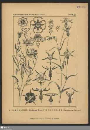 A. Kornblume (Centaurea Cyanus), B. Kornrade (Agrostemma Githago)