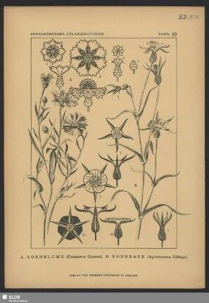 A. Kornblume (Centaurea Cyanus), B. Kornrade (Agrostemma Githago)