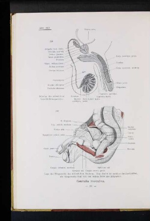 Genitalia masculina.
