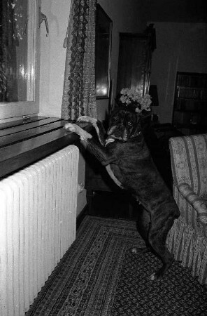 Haustier Hund