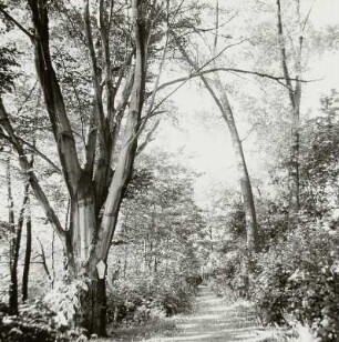 Blutbuche (Fagus salvatica var. purpurea tit.; Naturdenkmal)