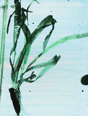 Insekten. Libellenlarve (Odonata), ruhend