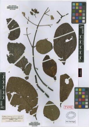 Cinchona lechleriana Schltdl.[type]