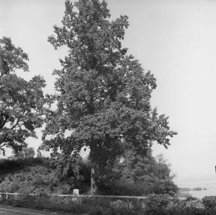 Piermont, Rockland County, Bäume am Hudson