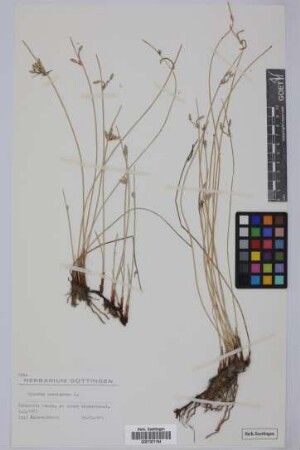 Cyperus laevigatus L.
