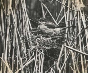 Rotrückenwürger oder Neuntöter (Lanius collúrio L.). Weibchen auf dem Nest mit Raupe im Schnabel