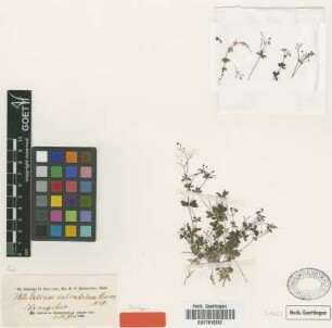 Galium delicatulum Boiss. [syntype]