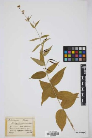 Vincetoxicum officinale Moench