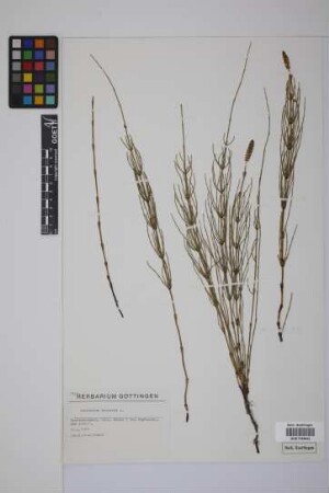 Equisetum palustre L.