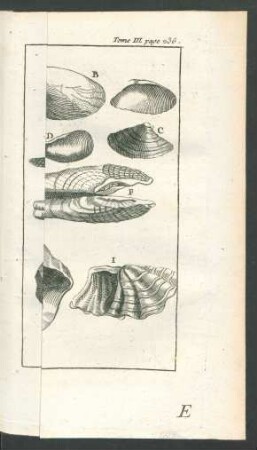 Tafel: Les Coquillages bivalves.