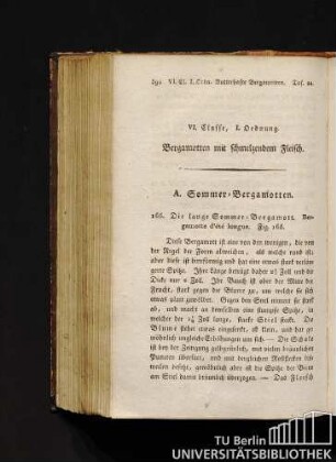 VI. Classe, I. Ordnung. Bergamotten mit schmelzendem Fleisch.