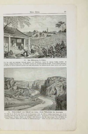 33. Tee-Pflanzung in China