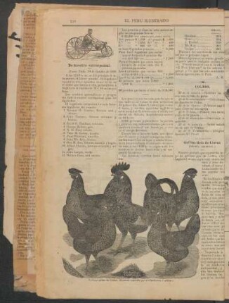 Gallina gris de Liorna. (Brown Leghorn.) : (Grabado remitido por el "California Cackler.")