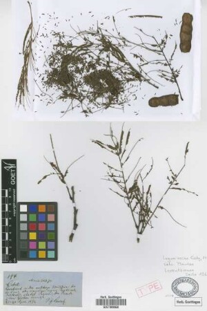 Acacia cebil Griseb. [holotype]
