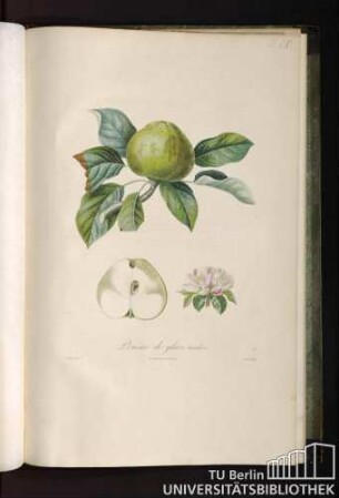 Pomme de glace tardive.