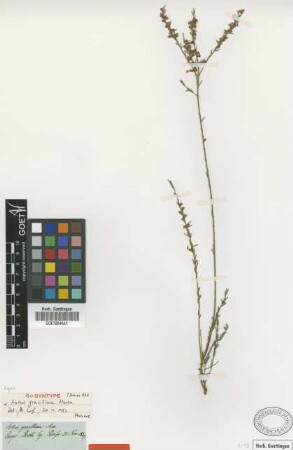 Aotus gracillima Meisn. [Isosyntype]