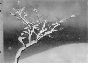 Nächtlicher Schnee
