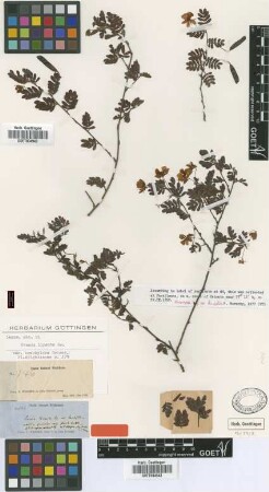 Cassia lineata Sw. var. brachyloba Griseb.[holotype]