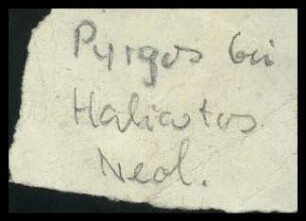 Fundzettel Pyrgos bei Harliatos