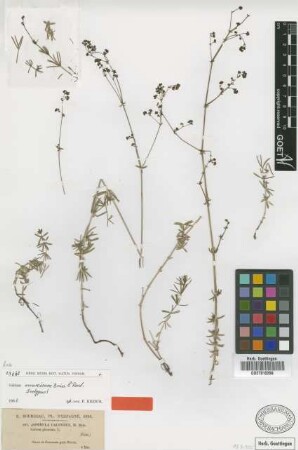 Galium murcicum Boiss. & Reut. [isotype]